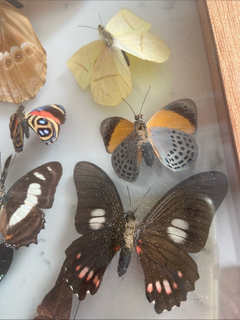 Vintage Real Butterfly Specimen Shadow Box Blue Morpho Wood Frame - Picture 9 of 12